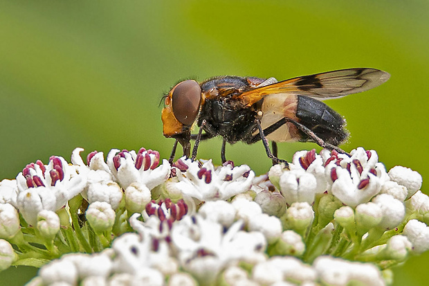 pestrica priesvitná Volucella pellucens (Linnaeus, 1758)