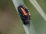 lienka - larva