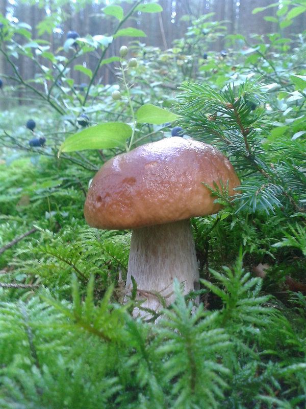 hríb smrekový Boletus edulis Bull.