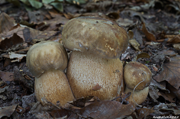 hríb dubový Boletus reticulatus Schaeff.