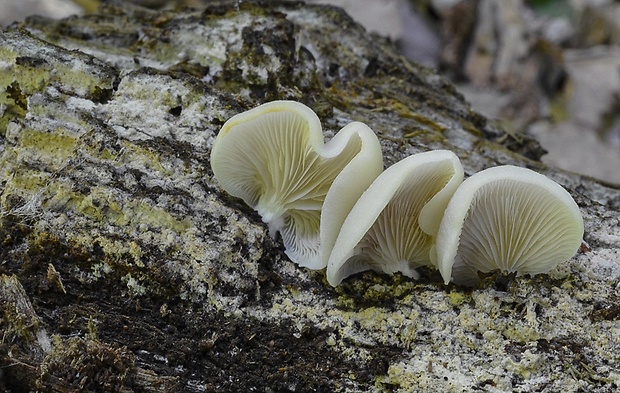 pahliva Crepidotus sp.