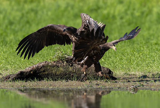 orliak morský Haliaeetus albicilla