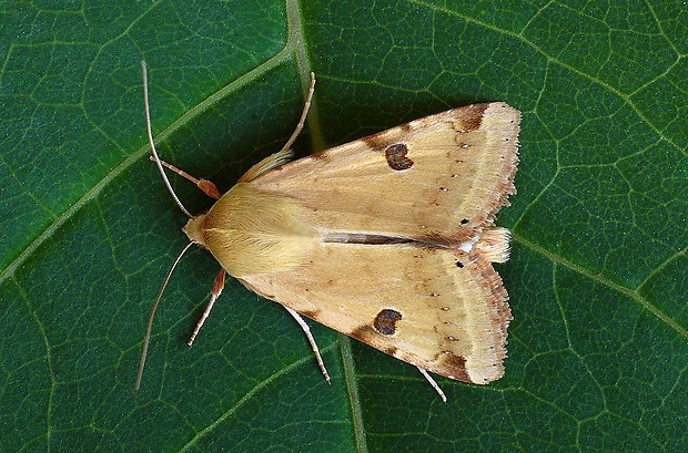 sivkavec blenový (sk) / černopáska stěhovavá (cz) Heliothis peltigera (Denis & Schiffermüller, 1775)