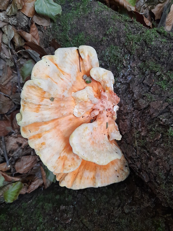 sírovec obyčajný Laetiporus sulphureus (Bull.) Murrill