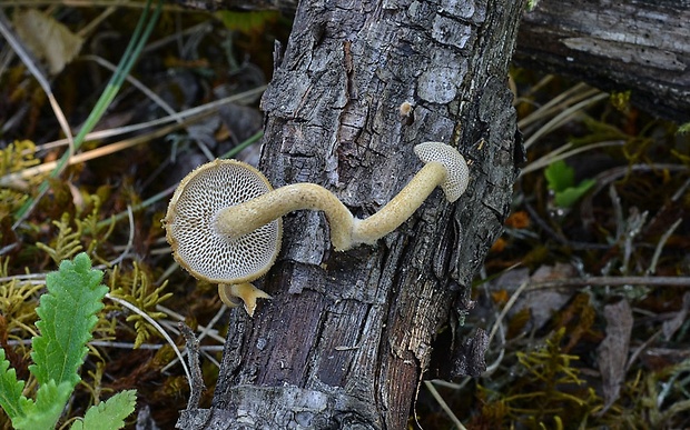 trúdnik plástovitý Lentinus arcularius (Batsch) Zmitr.