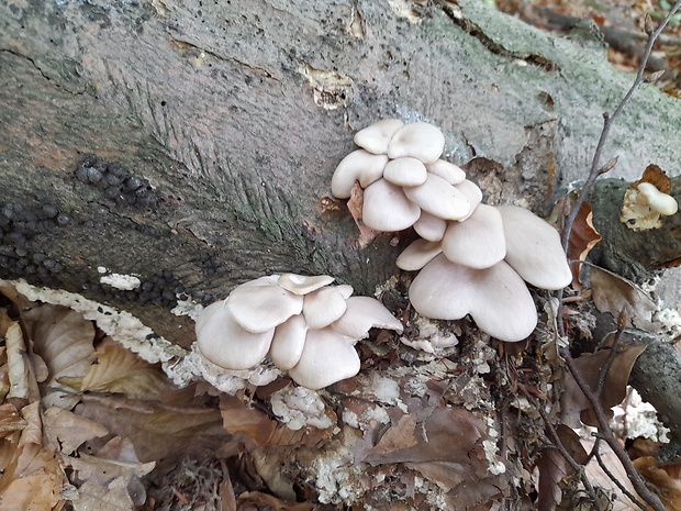 hliva buková Pleurotus pulmonarius (Fr.) Quél.