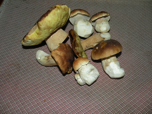 hríb smrekový Boletus edulis Bull.