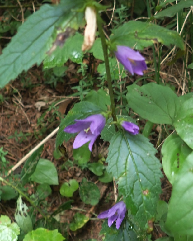 zvonček pŕhľavolistý Campanula trachelium L.