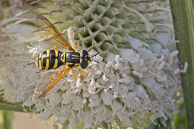 pestrica žltopásavá Chrysotoxum elegans  (Loew, 1941)