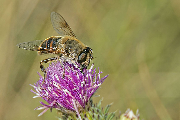 trúdovka obyčajná  Eristalis tenax  (Linnaeus, 1758)