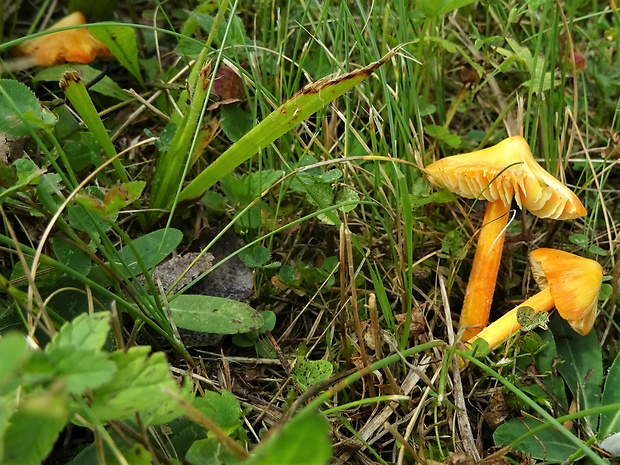 lúčnica Hygrocybe sp.