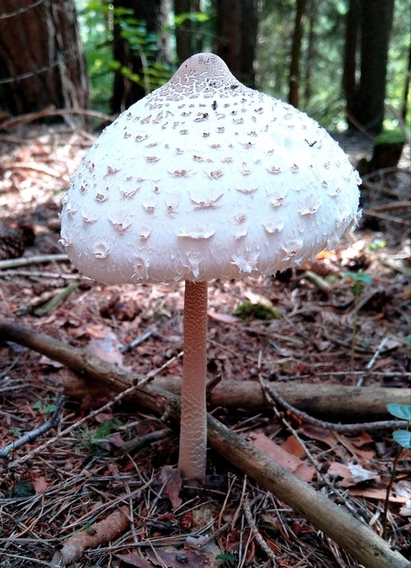 bedľa vysoká Macrolepiota procera (Scop.) Singer