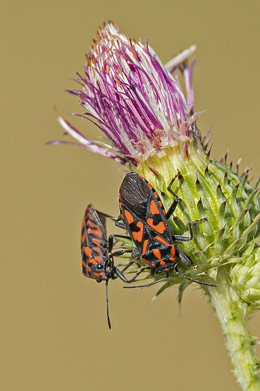 behavka skalná  Spilostethus saxatilis