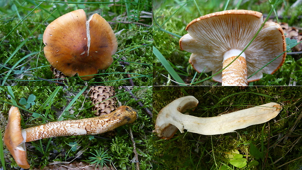 čírovka oranžová Tricholoma aurantium (Schaeff.) Ricken