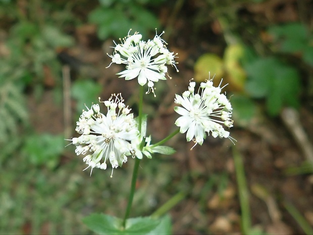 jarmanka väčšia Astrantia major L.