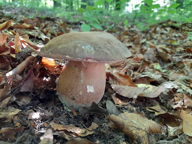 hríb bronzový Boletus aereus Bull. ex Fr.