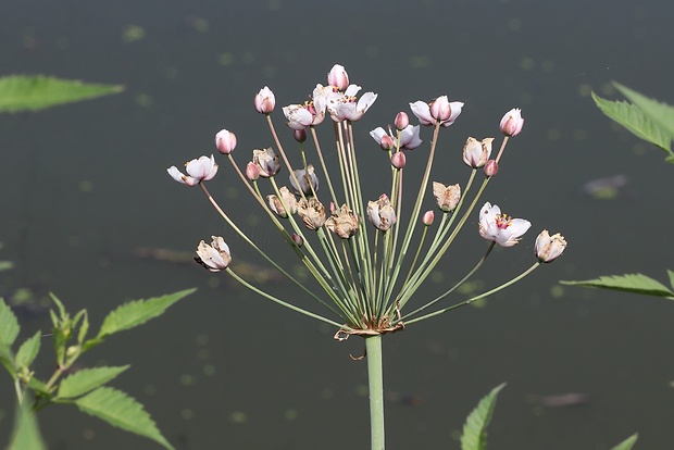 okrasa okolíkatá Butomus umbellatus L.