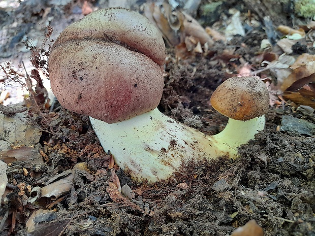 hríb príveskatý Butyriboletus appendiculatus (Schaeff. ex Fr.) Secr.