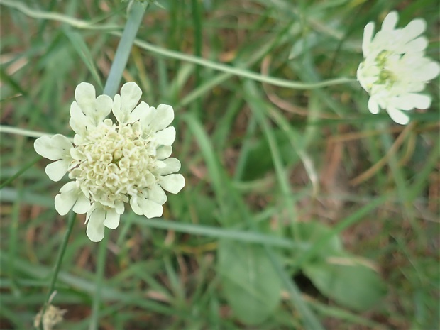 hlaváč žltkastý Scabiosa ochroleuca L.