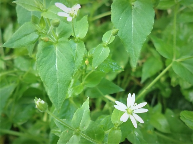 hviezdica prostredná Stellaria media (L.) Vill.