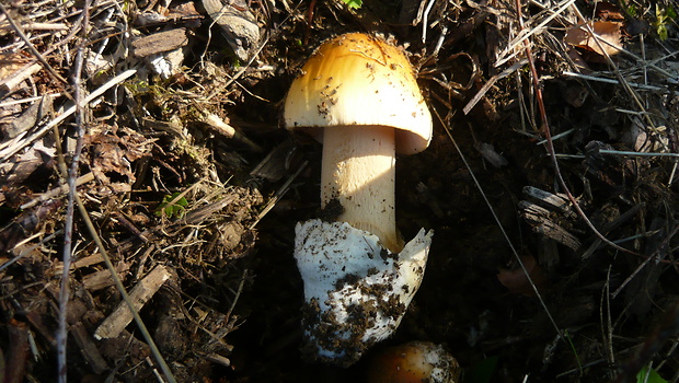 muchotrávka oranžová Amanita crocea (Quél.) Singer