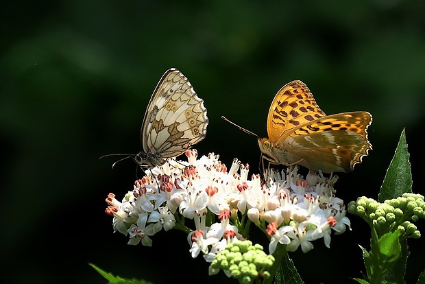 perlovec striebristopásavý (sk) / perleťovec stříbropásek (cz) Argynnis paphia (Linaeus,1758)