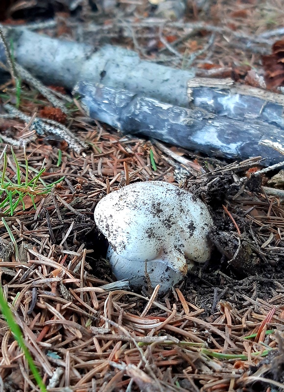 hríb smrekový Boletus edulis Bull.