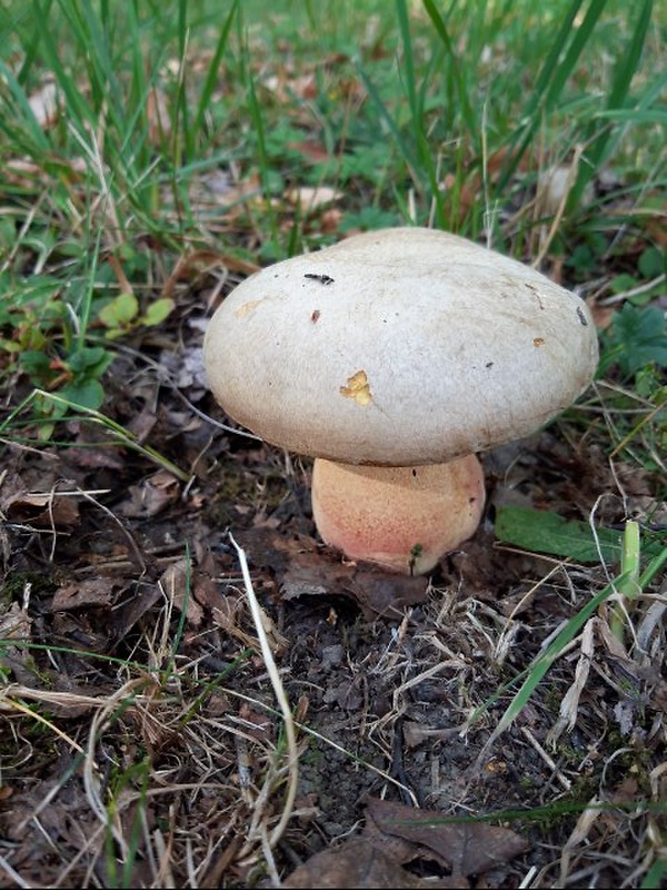 hríb striebristý Butyriboletus fechtneri (Velen.) D. Arora & J.L. Frank