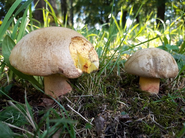 hríb striebristý Butyriboletus fechtneri (Velen.) D. Arora & J.L. Frank