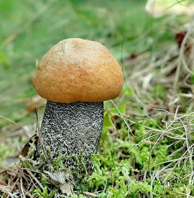 kozák žltooranžový Leccinum versipelle (Fr. & Hök) Snell