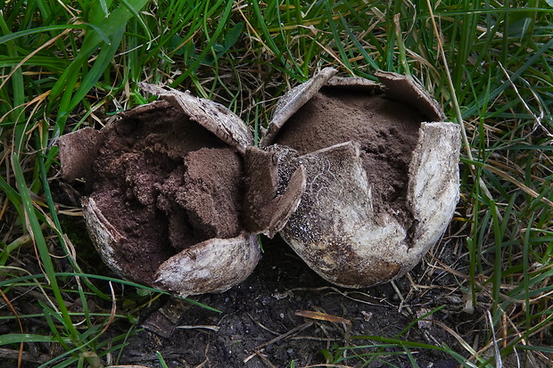 škárka kožovitá Mycenastrum corium (Guers.) Desv.