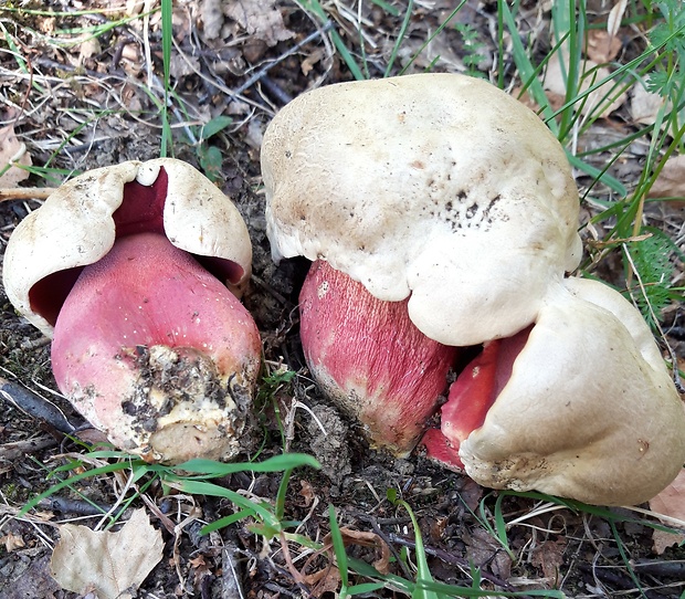 hríb satanský Rubroboletus satanas f. satanas (Lenz) Kuan Zhao & Zhu L. Yang