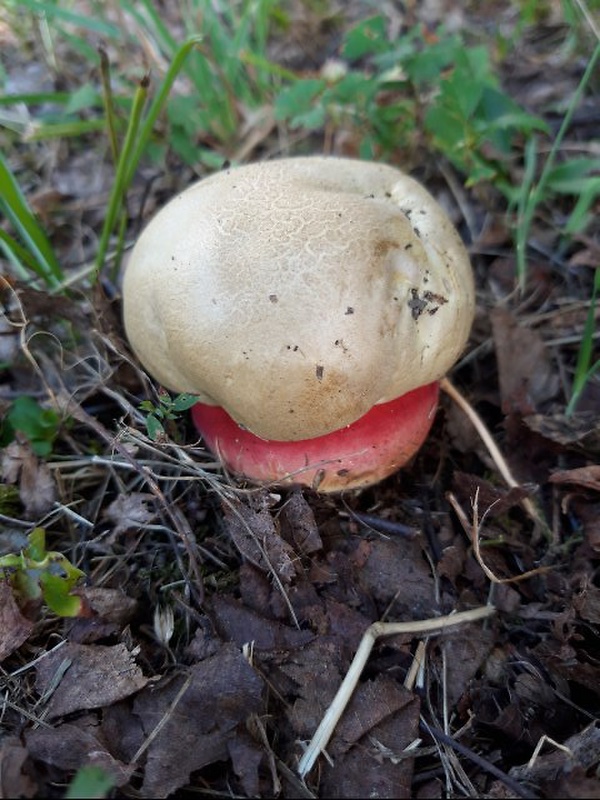 hríb satanský Rubroboletus satanas f. satanas (Lenz) Kuan Zhao & Zhu L. Yang