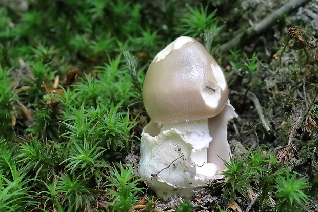 muchotrávka pošvatá ? Amanita vaginata (Bull.) Lam. ?