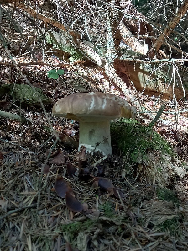 hríb smrekový Boletus edulis Bull.