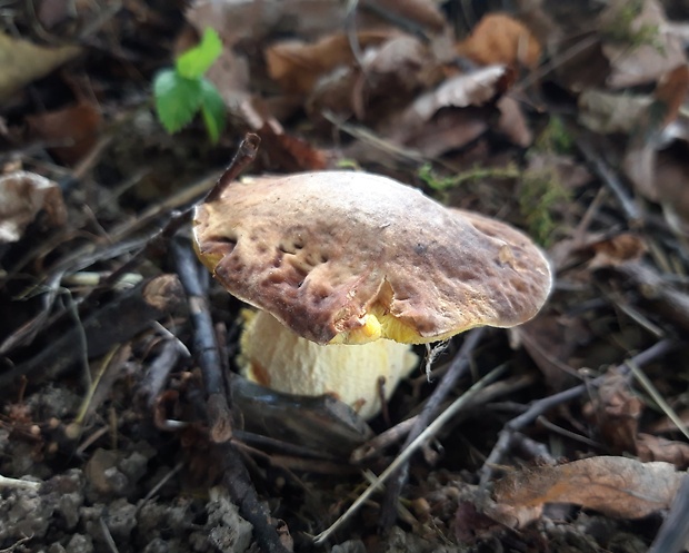 hríb jamkatý Hemileccinum depilatum (Redeuilh) Šutara