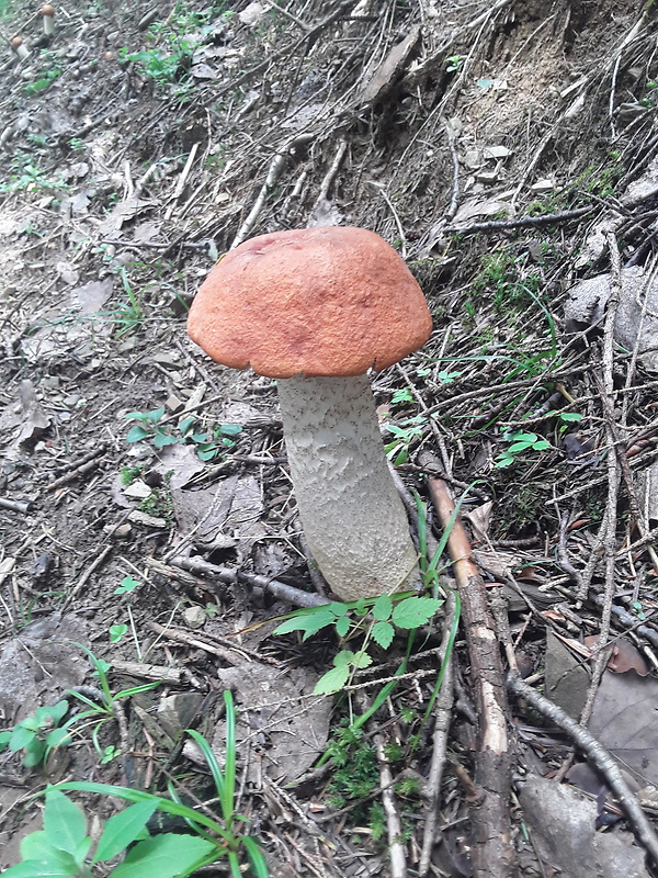 kozák osikový Leccinum albostipitatum den Bakker & Noordel.