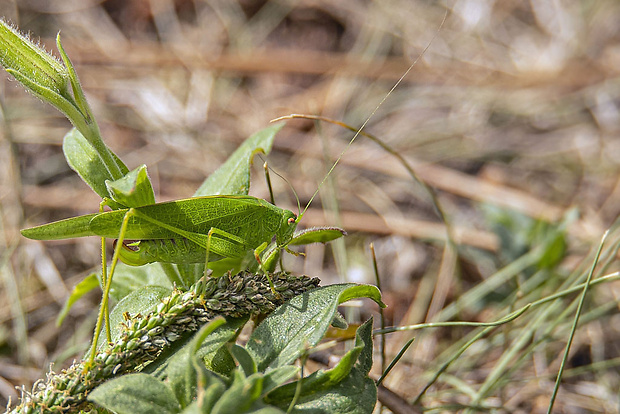 kobylka krídlatá Phaneroptera falcata