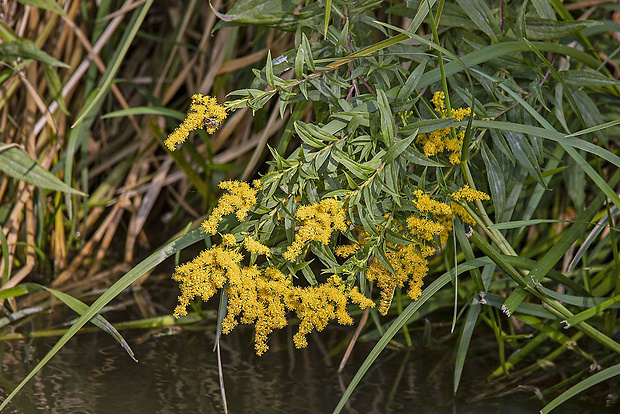 zlatobyľ kanadská Solidago canadensis L.