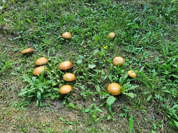 masliak zrnitý Suillus granulatus (L.) Roussel