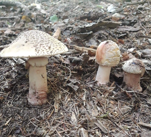 muchotrávka červenkastá Amanita rubescens Pers.