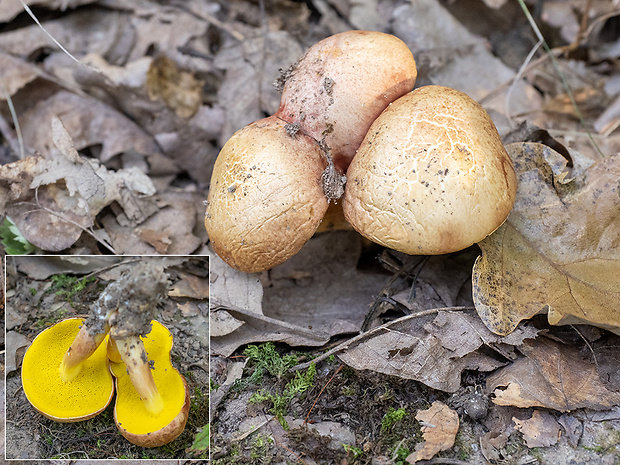 zlatohríb úhľadný Aureoboletus gentilis (Quél.) Pouzar