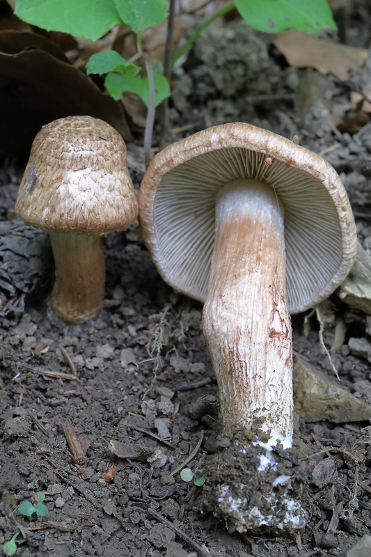 vláknica ?  Inocybe angulatosquamulosa Stangl ?