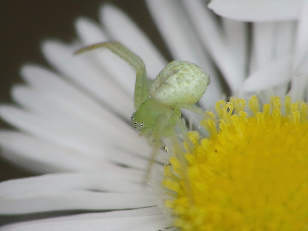 kvetárik dvojtvarý Misumena vatia