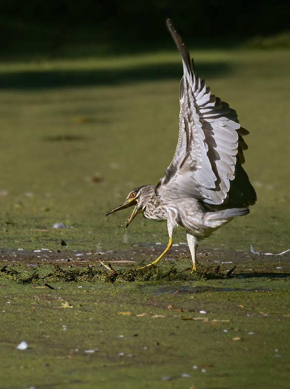 chavkoš nočný Nycticorax nycticorax