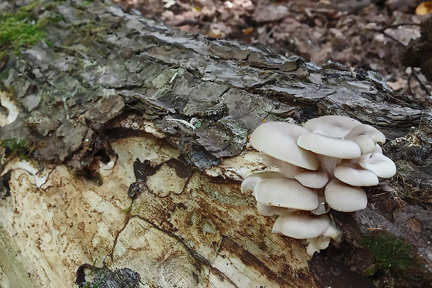 hliva lievikovitá Pleurotus cornucopiae (Paulet) Rolland