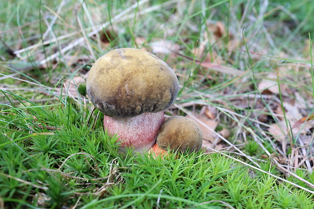 hríb zrnitohlúbikový Sutorius luridiformis (Rostk.) G. Wu & Zhu L. Yang