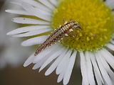 zlatoočka obyčajná - larva 