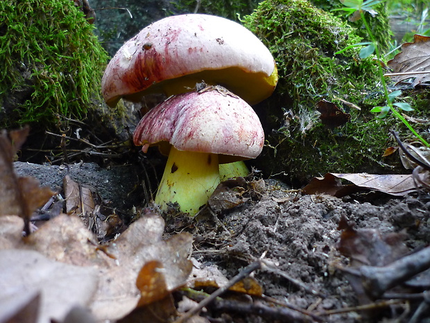 hríb kráľovský Butyriboletus regius (Krombh.) D. Arora & J.L. Frank