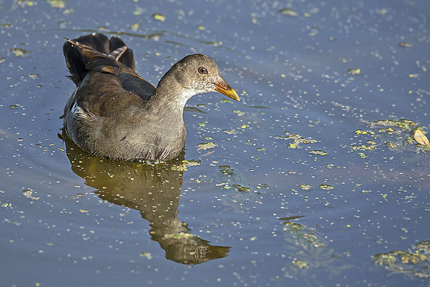 sliepočka vodná, juvenil Gallinula chloropus